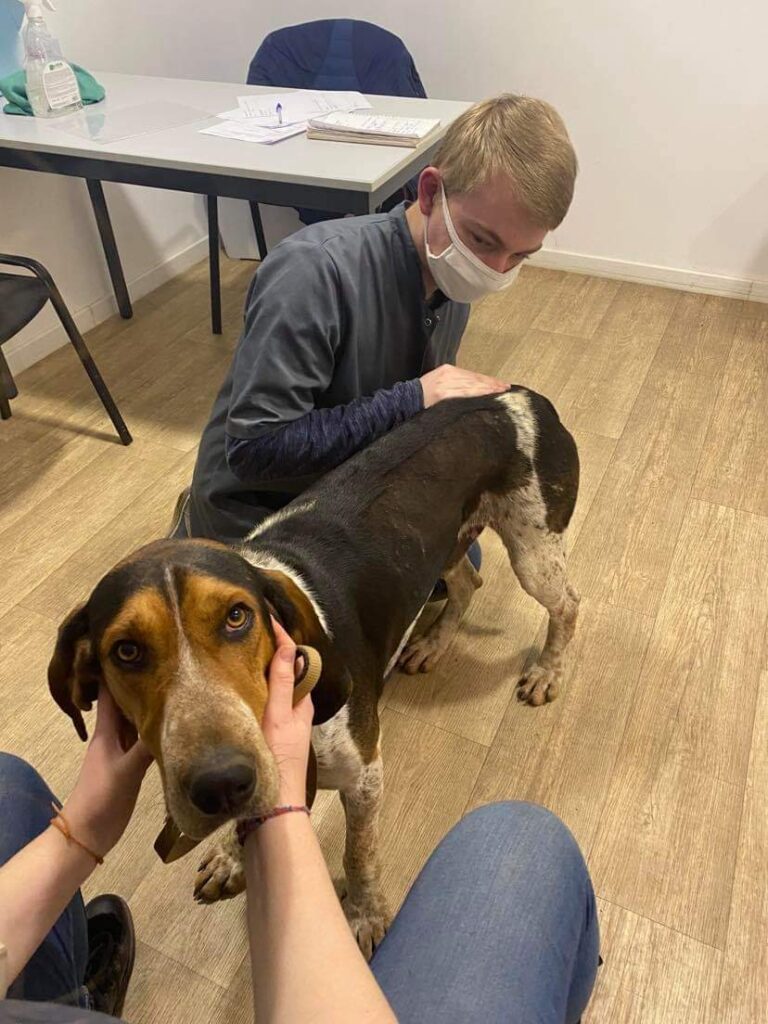 Ostéopathe animalier portant un masque, examinant un chien de chasse tricolore dans une salle de consultation.